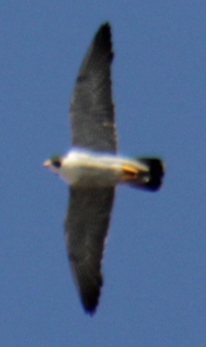 Peregrine Falcon (North American) - ML620193441