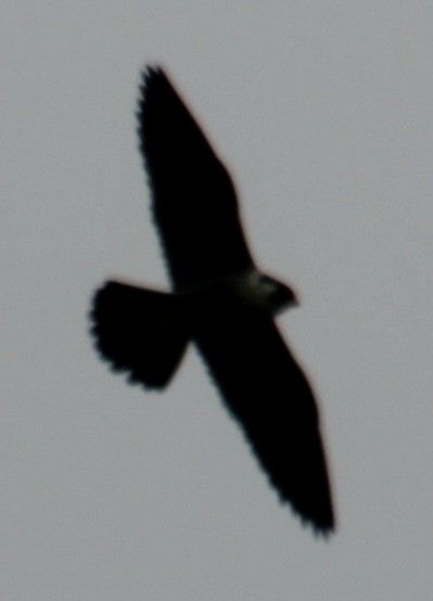 Peregrine Falcon (North American) - ML620193442
