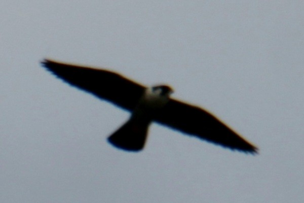 Peregrine Falcon (North American) - ML620193443