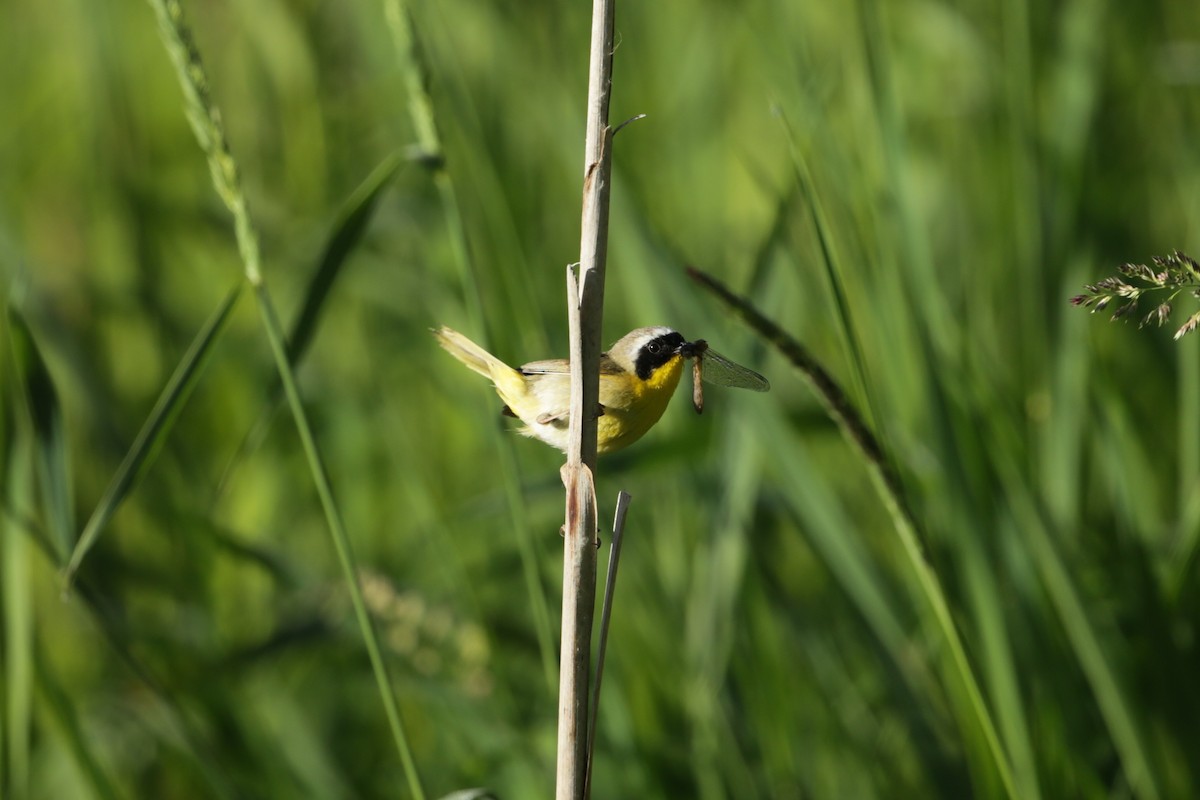 Common Yellowthroat - ML620193447