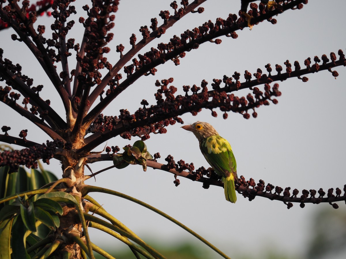 Streifenbartvogel - ML620193452