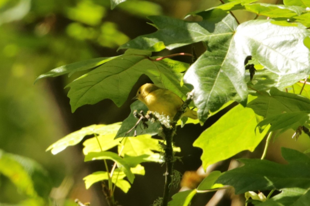 Yellow Warbler - ML620193453