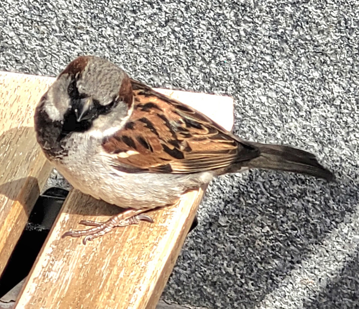 House Sparrow - ML620193462