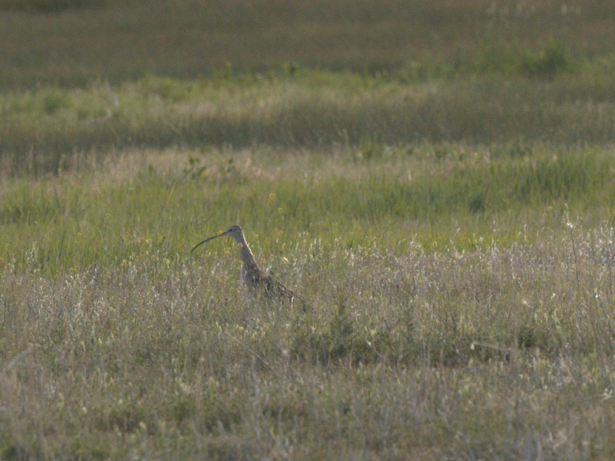 Long-billed Curlew - ML620193467