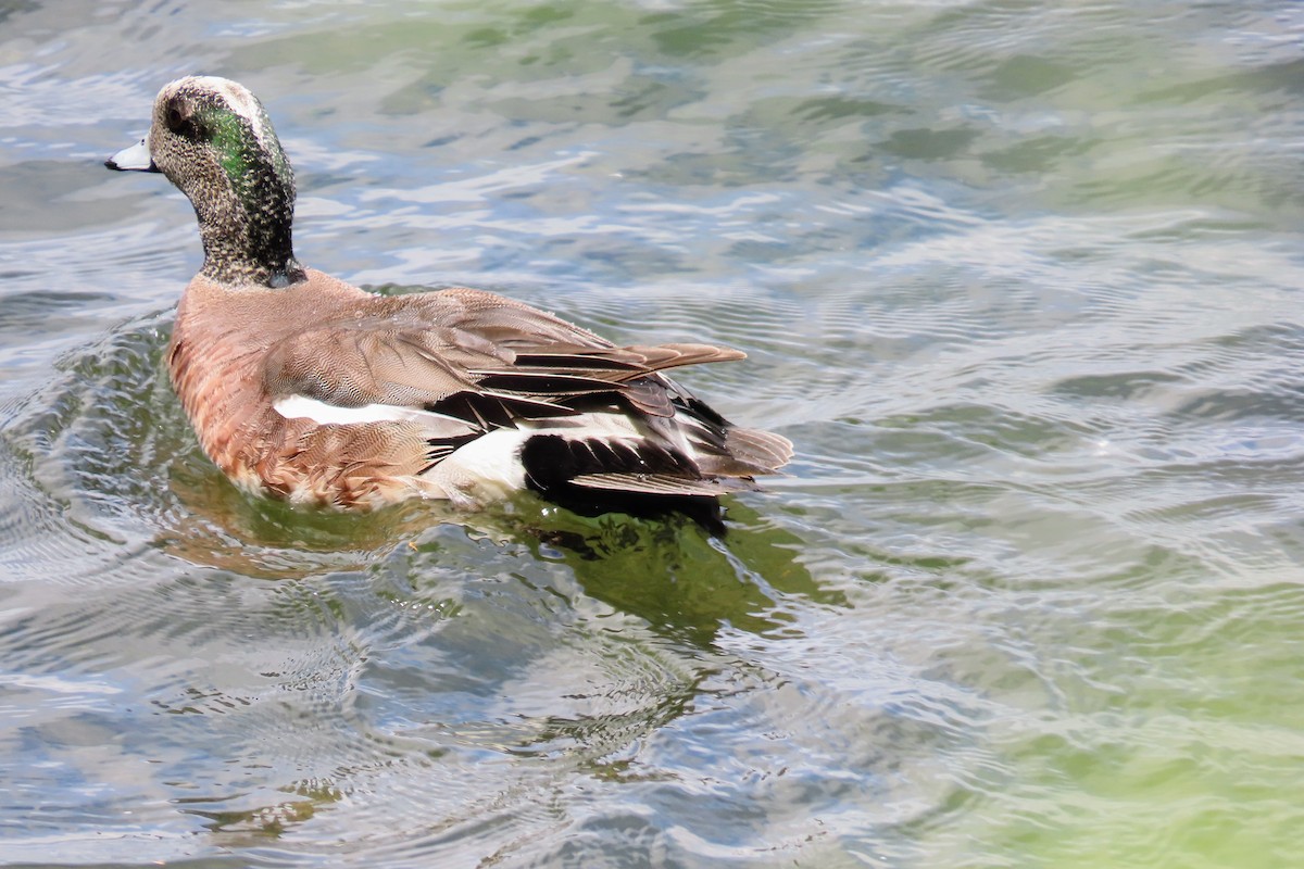 American Wigeon - ML620193470