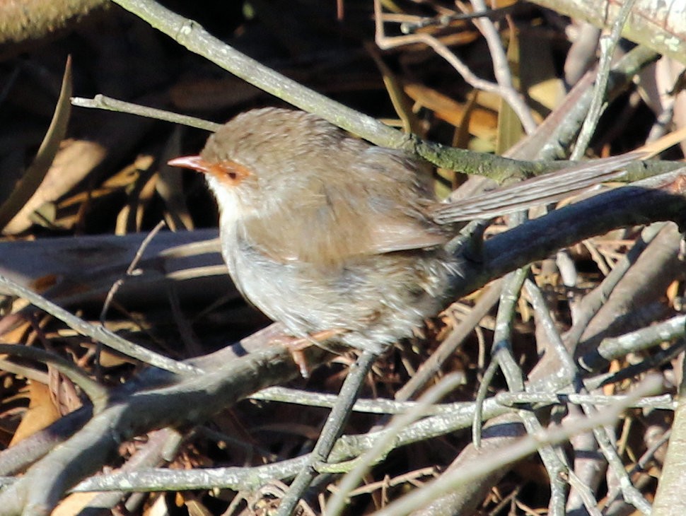 Superb Fairywren - ML620193488