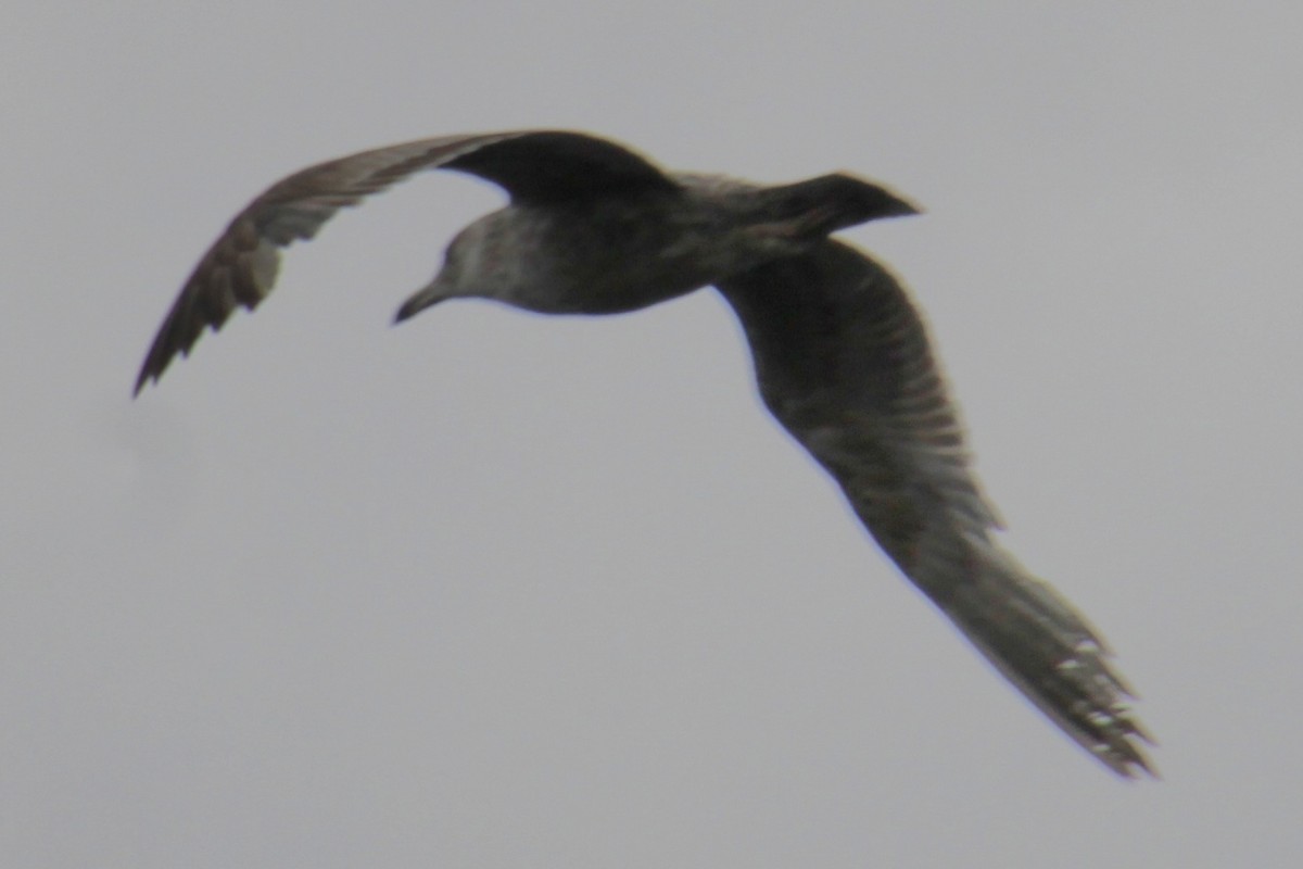 Herring Gull (American) - ML620193497