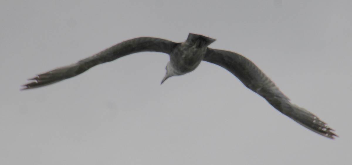 Herring Gull (American) - Samuel Harris