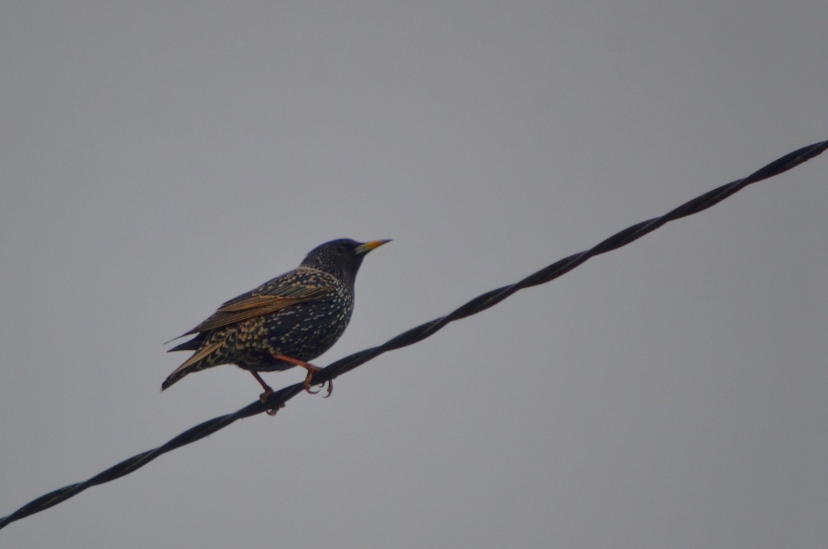 European Starling - ML620193502