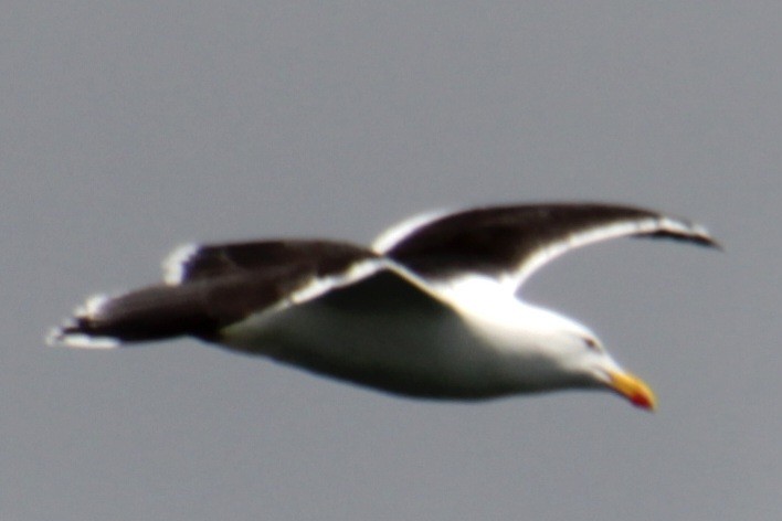 Great Black-backed Gull - ML620193505