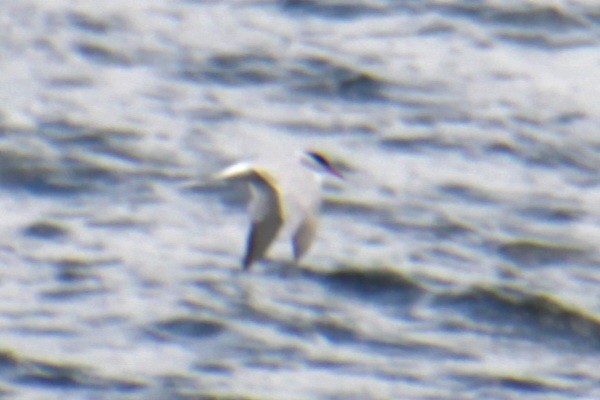 Common Tern (hirundo/tibetana) - ML620193535