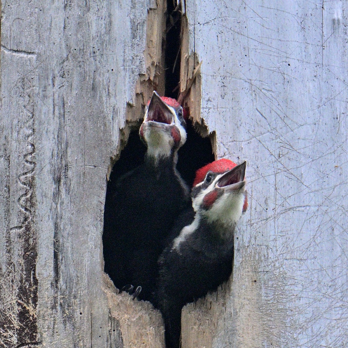 Pileated Woodpecker - ML620193568