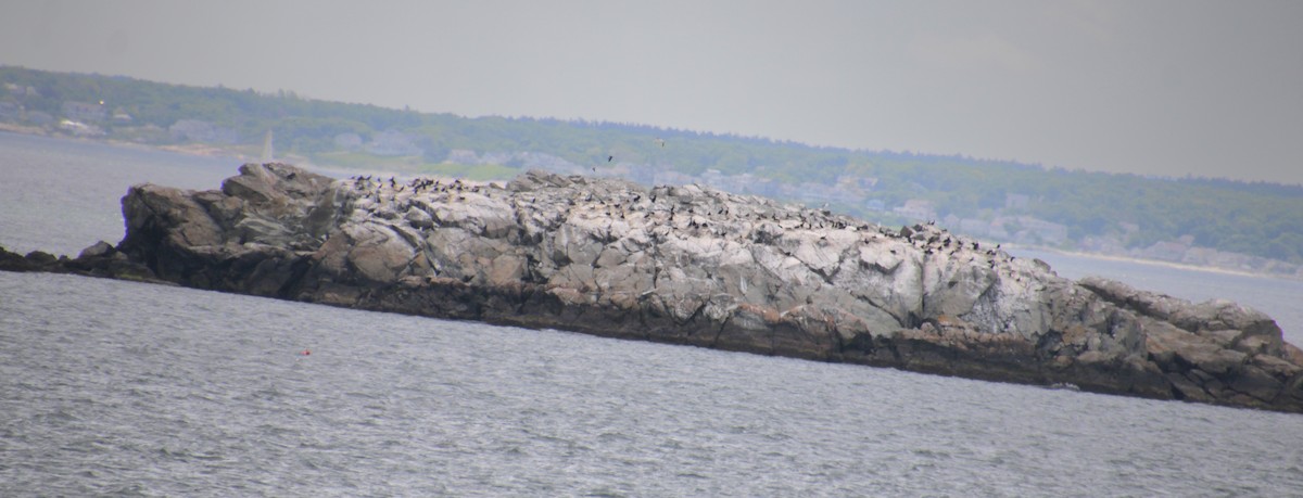 Double-crested Cormorant - ML620193627