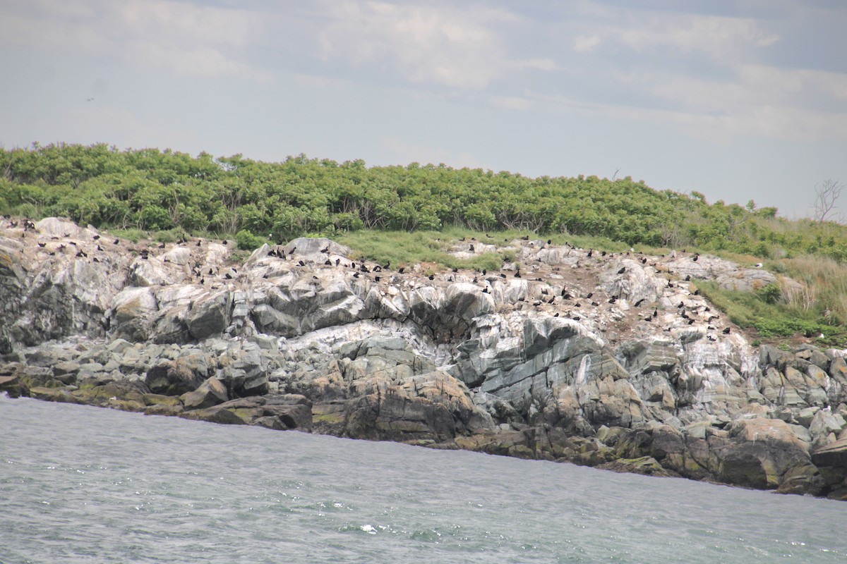 Cormoran à aigrettes - ML620193632