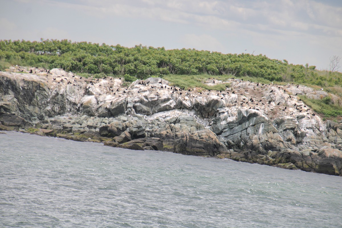 Double-crested Cormorant - ML620193634