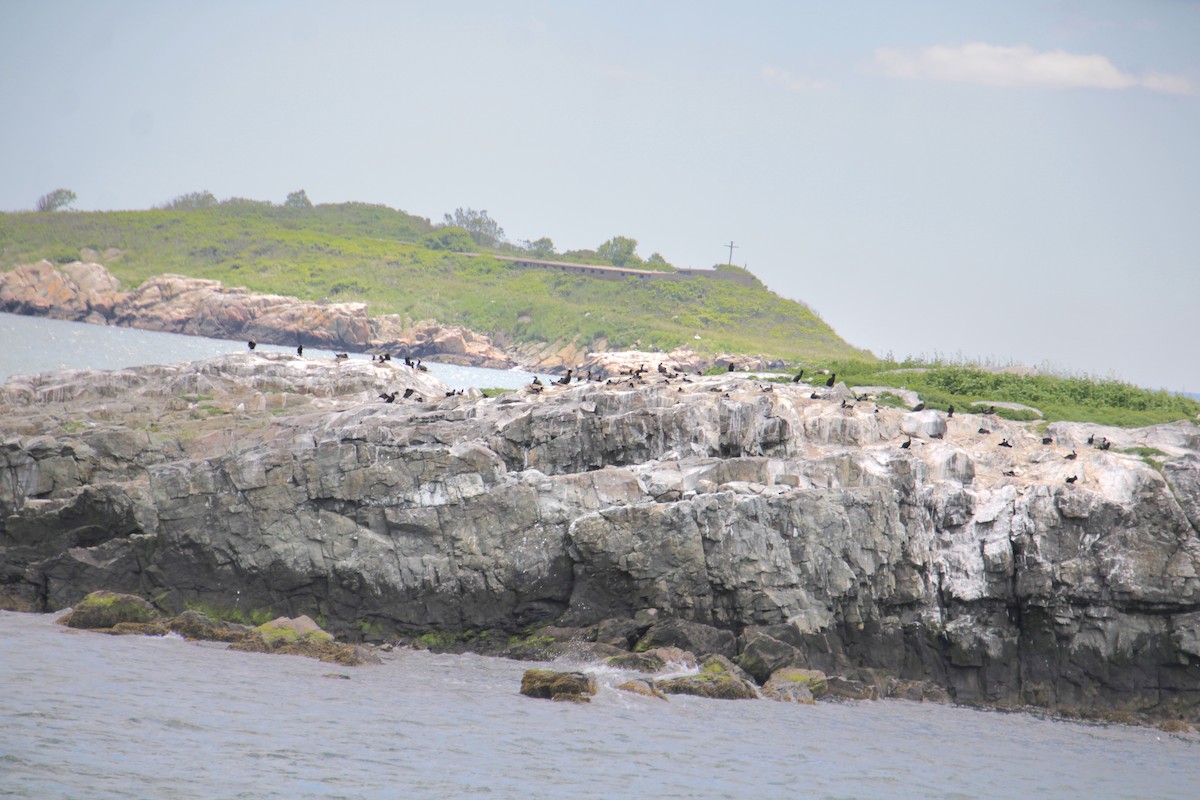 Double-crested Cormorant - ML620193635