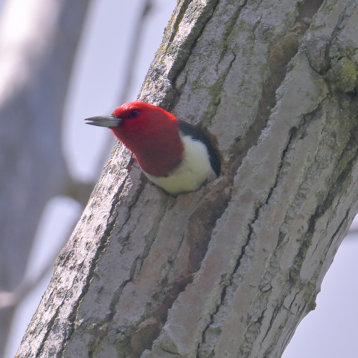 Red-headed Woodpecker - ML620193637