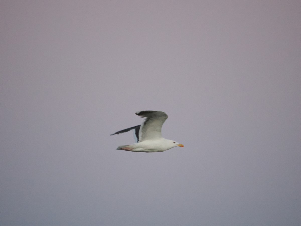 Great Black-backed Gull - ML620193648