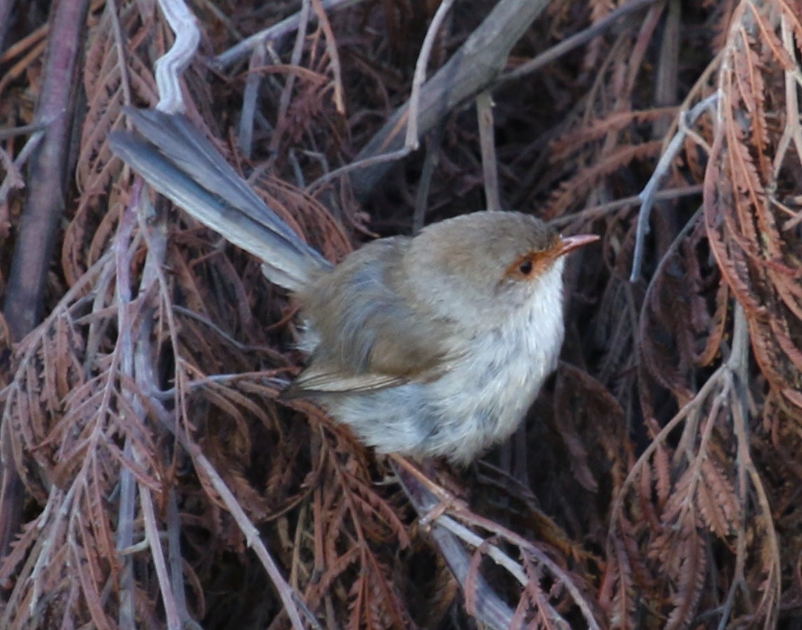 Superb Fairywren - ML620193727