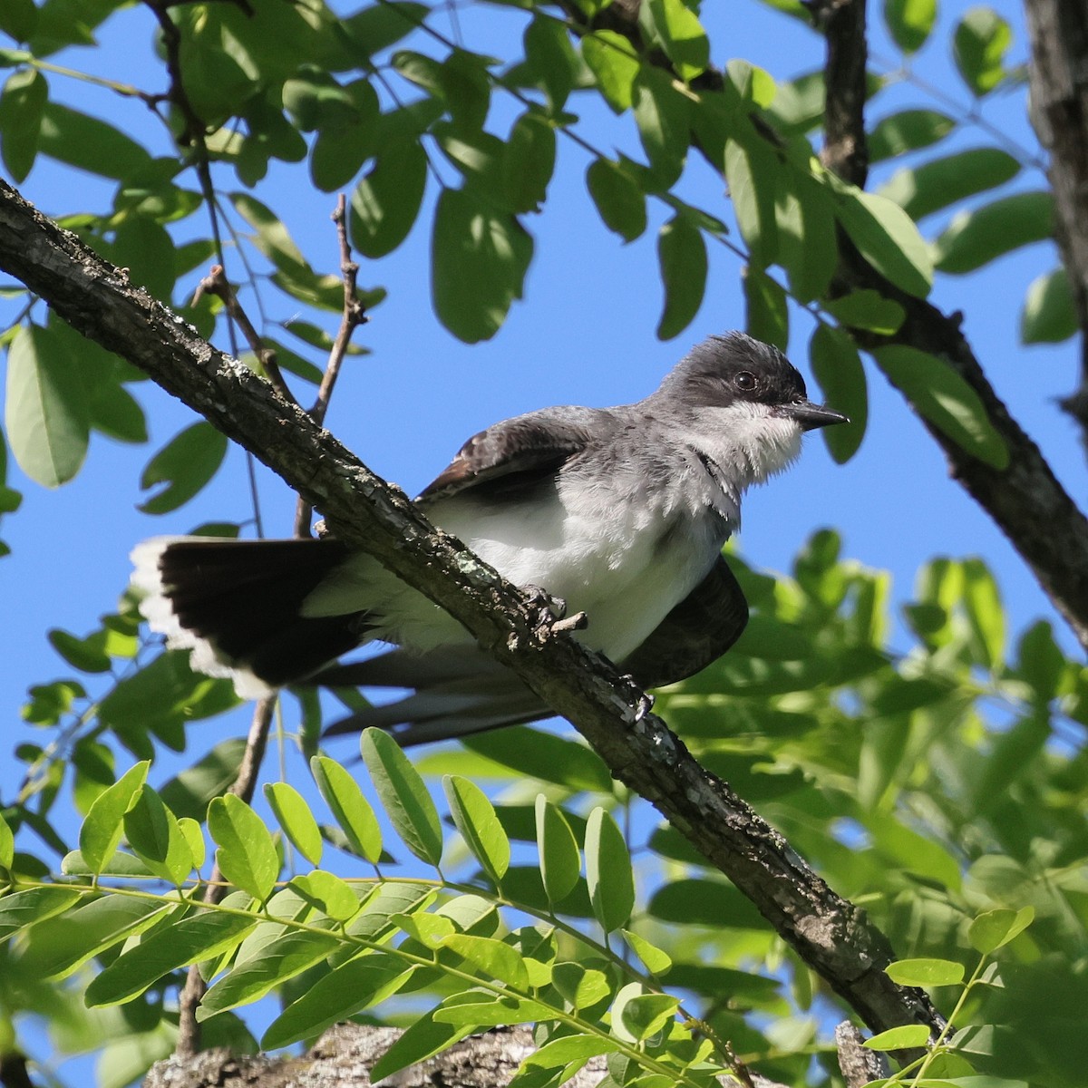 Eastern Kingbird - ML620193778