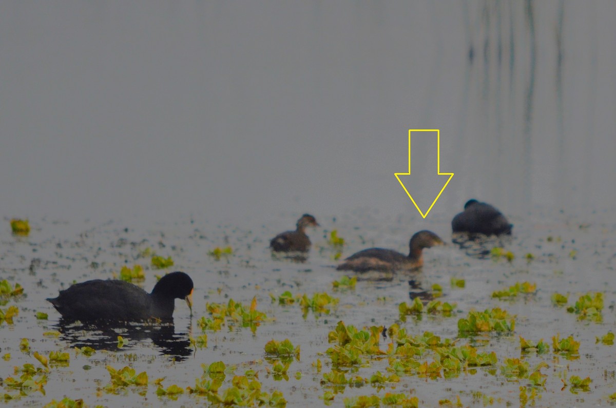 Pied-billed Grebe - ML620193795