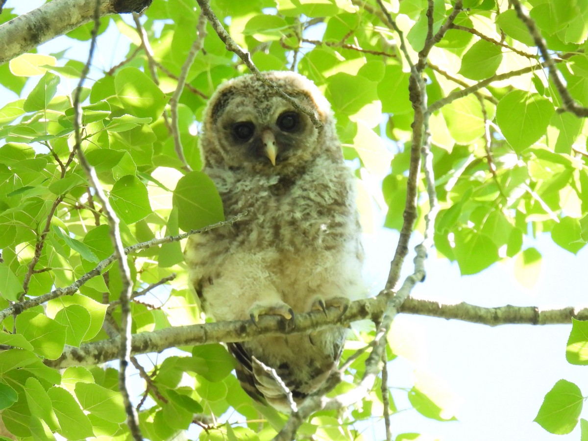 Barred Owl - ML620193815