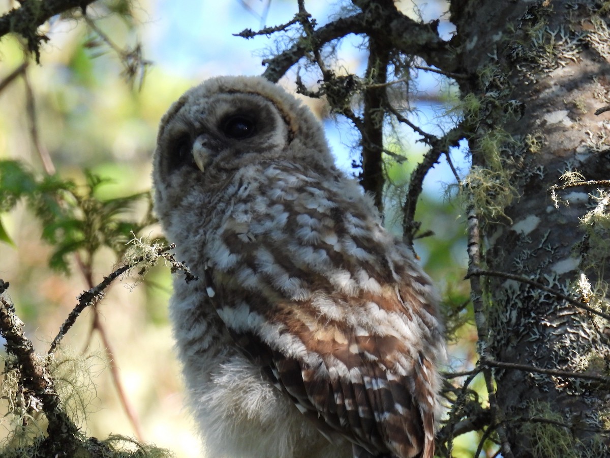 Barred Owl - ML620193816