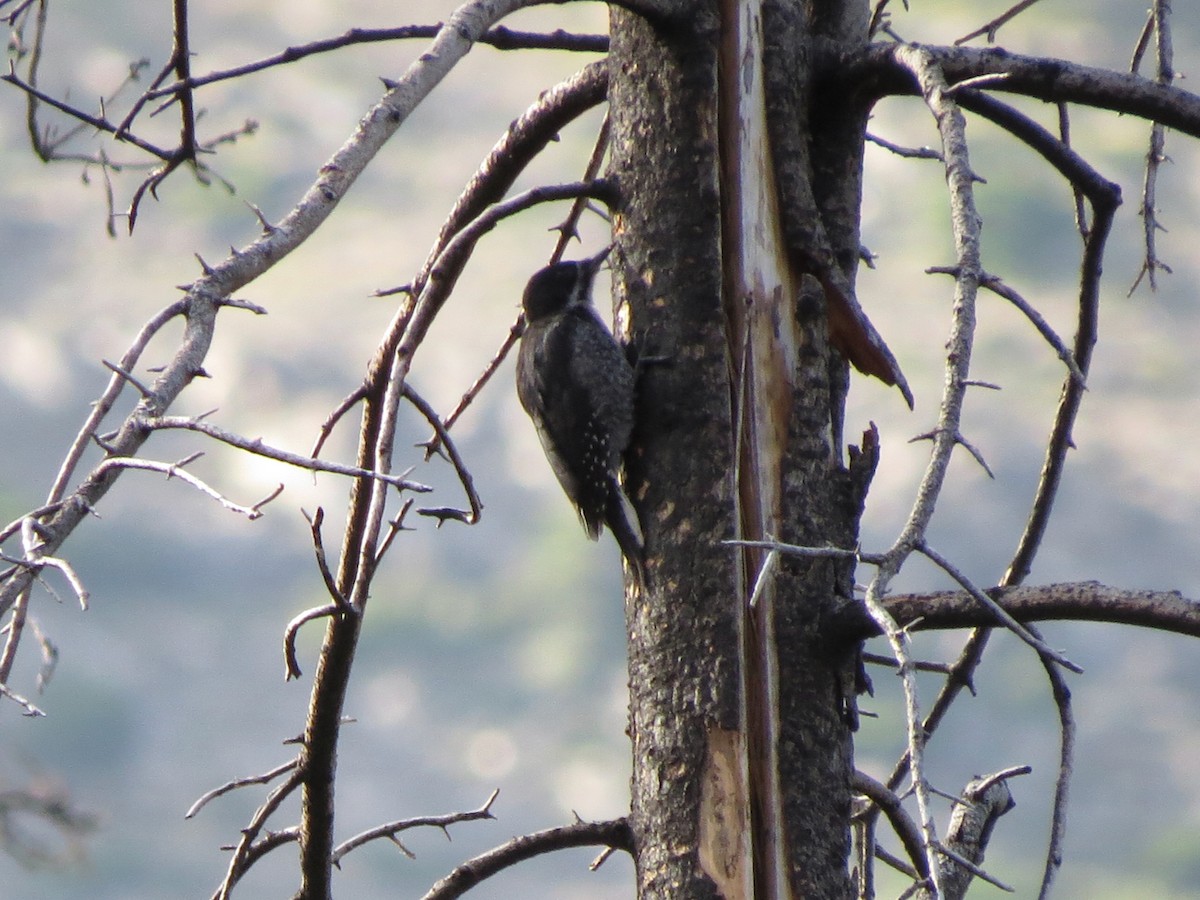 Black-backed Woodpecker - ML620193817