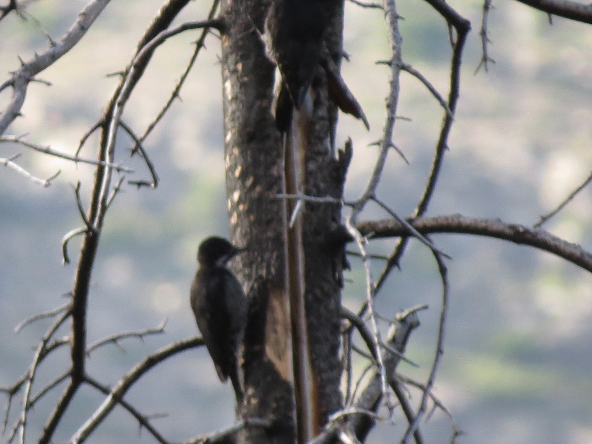 Black-backed Woodpecker - ML620193818