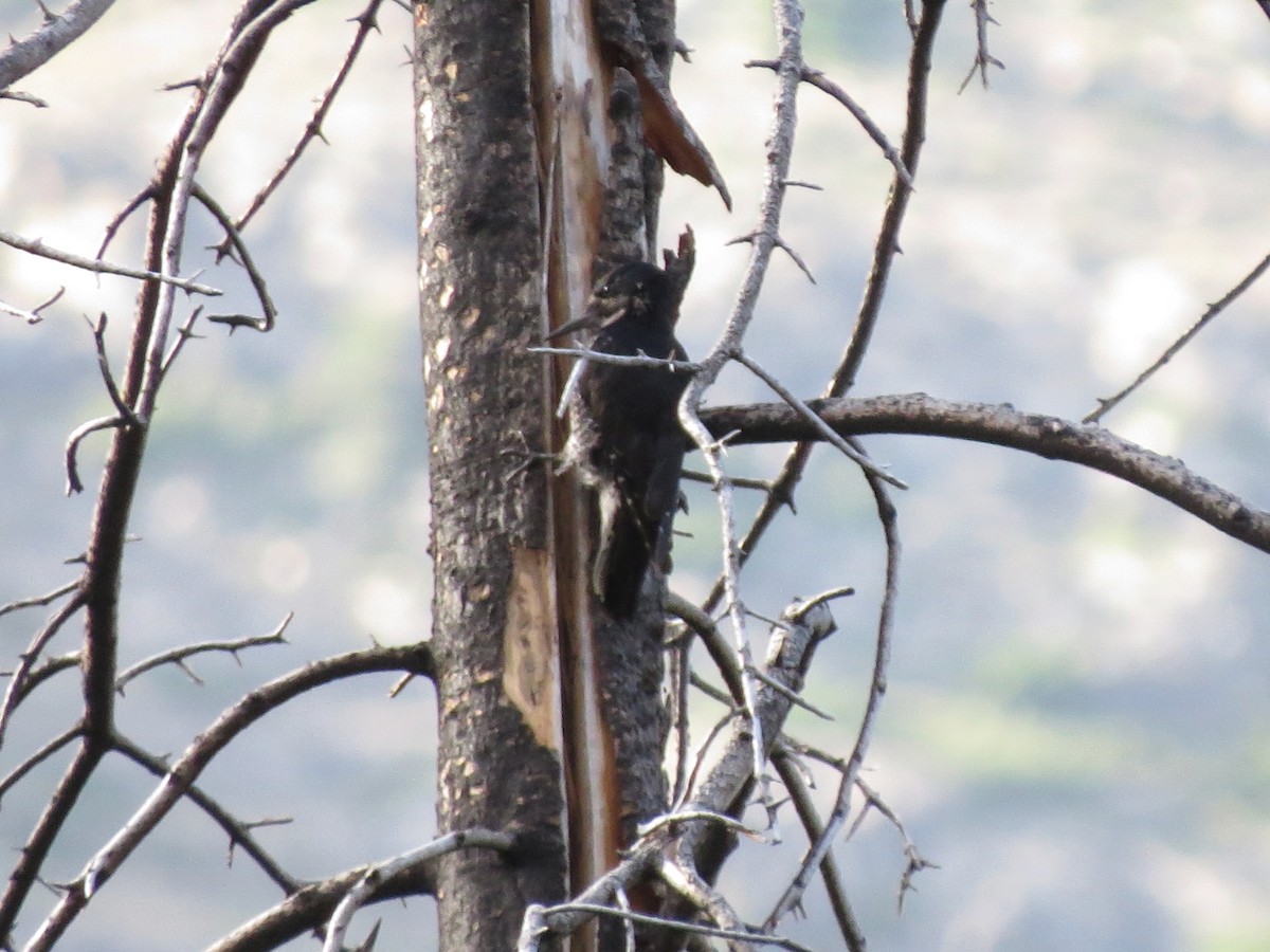 Black-backed Woodpecker - ML620193820