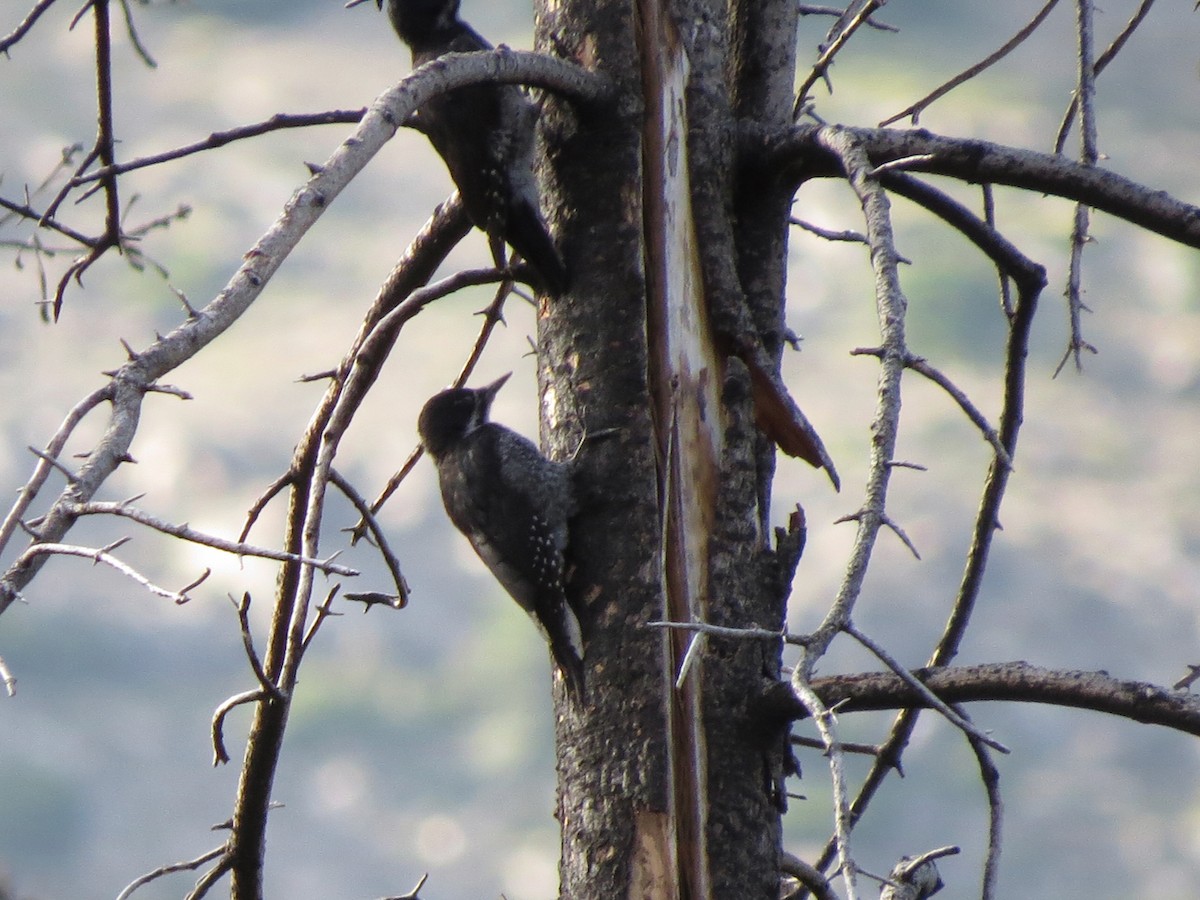Black-backed Woodpecker - ML620193821