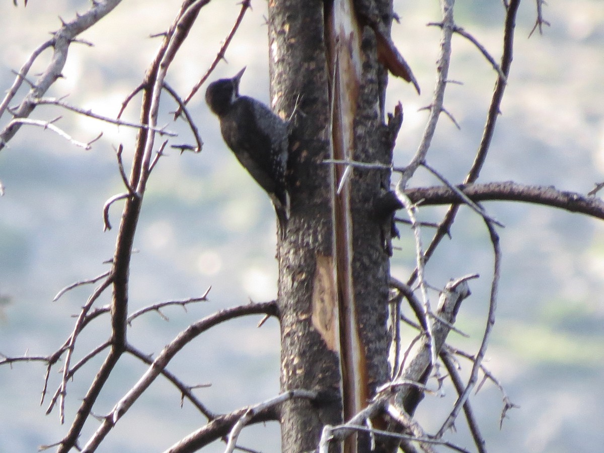 Black-backed Woodpecker - ML620193822
