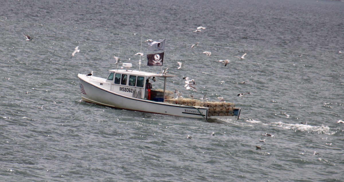 Great Black-backed Gull - ML620193832