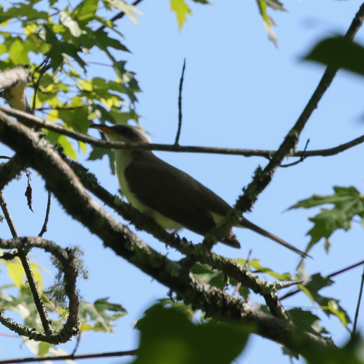 Yellow-billed Cuckoo - ML620193847