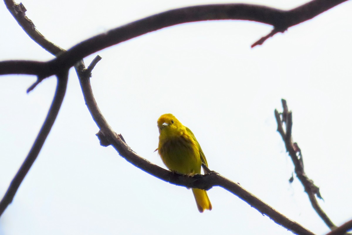 Yellow Warbler - ML620193852