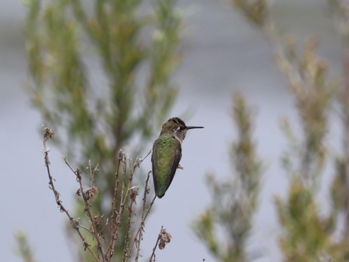 Anna's Hummingbird - ML620193854