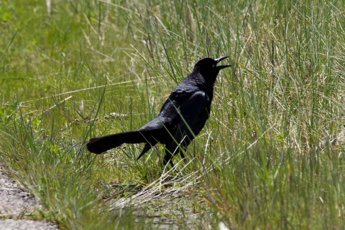 Great-tailed Grackle - ML620193855