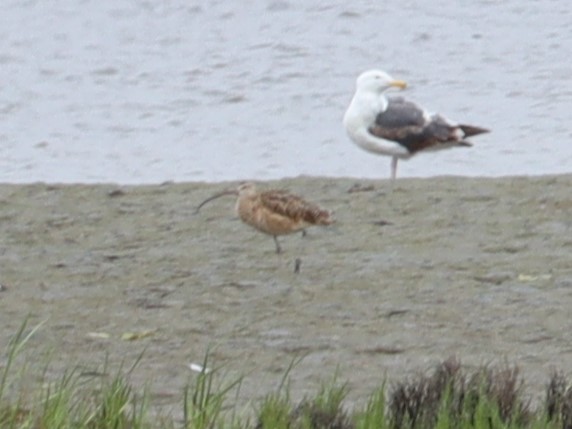 Whimbrel - ML620193856