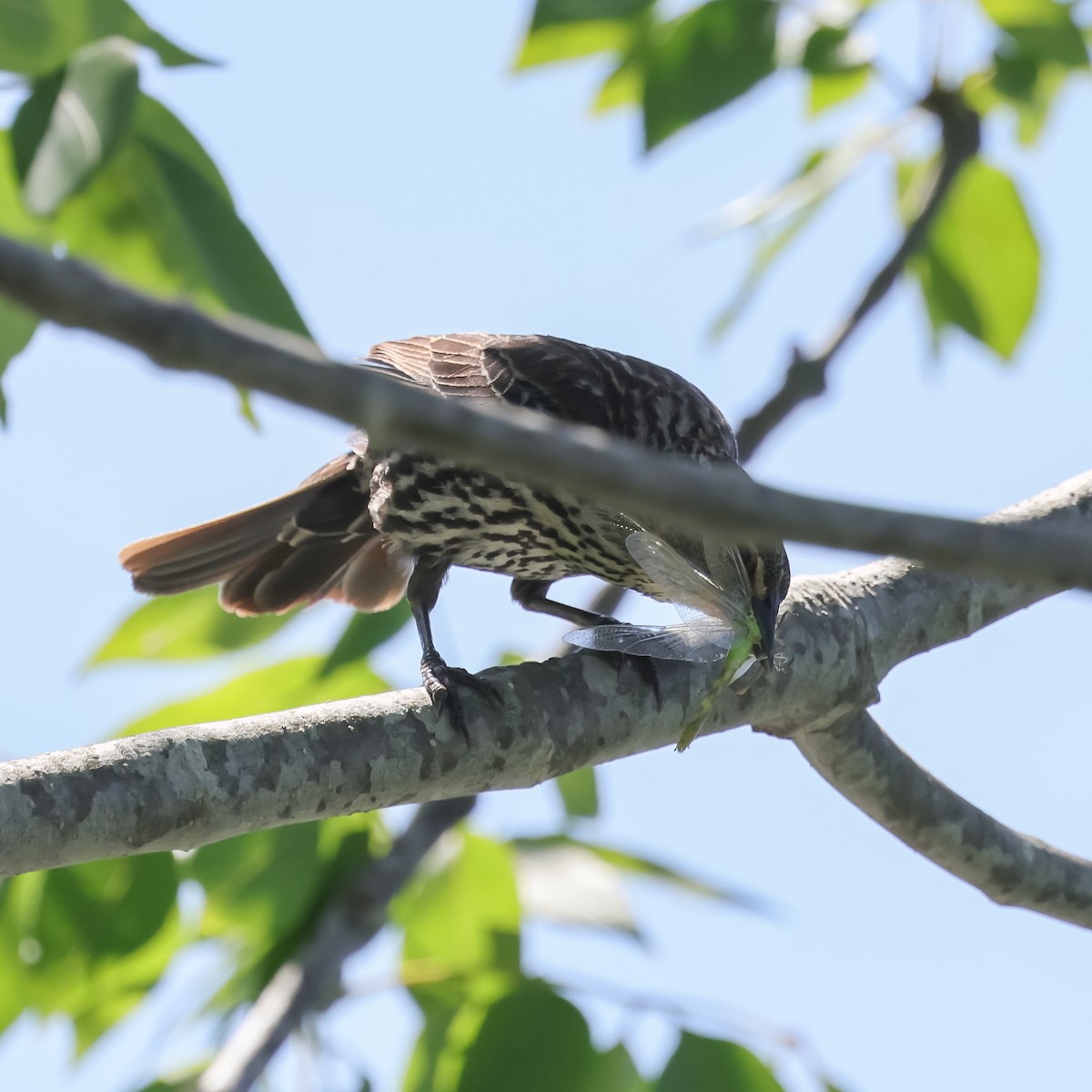 Red-winged Blackbird (Red-winged) - ML620193861