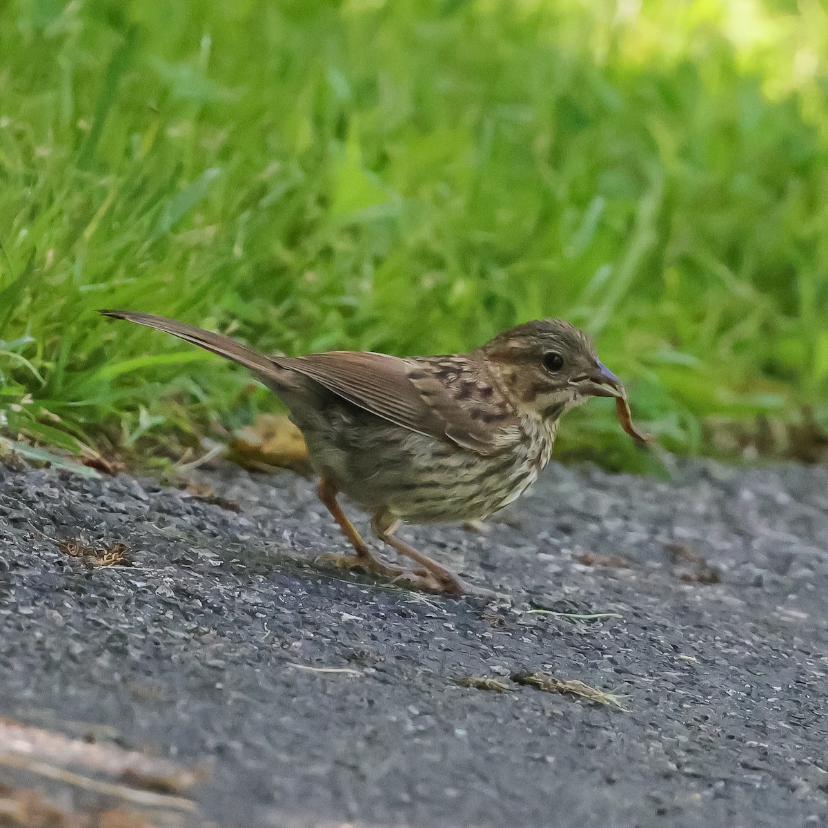 Song Sparrow - ML620193867