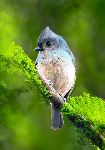 Tufted Titmouse - ML620193868