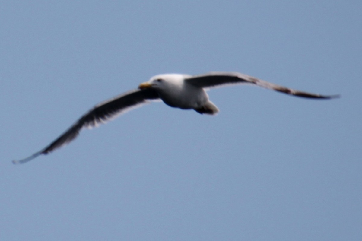 Herring Gull (American) - ML620193875