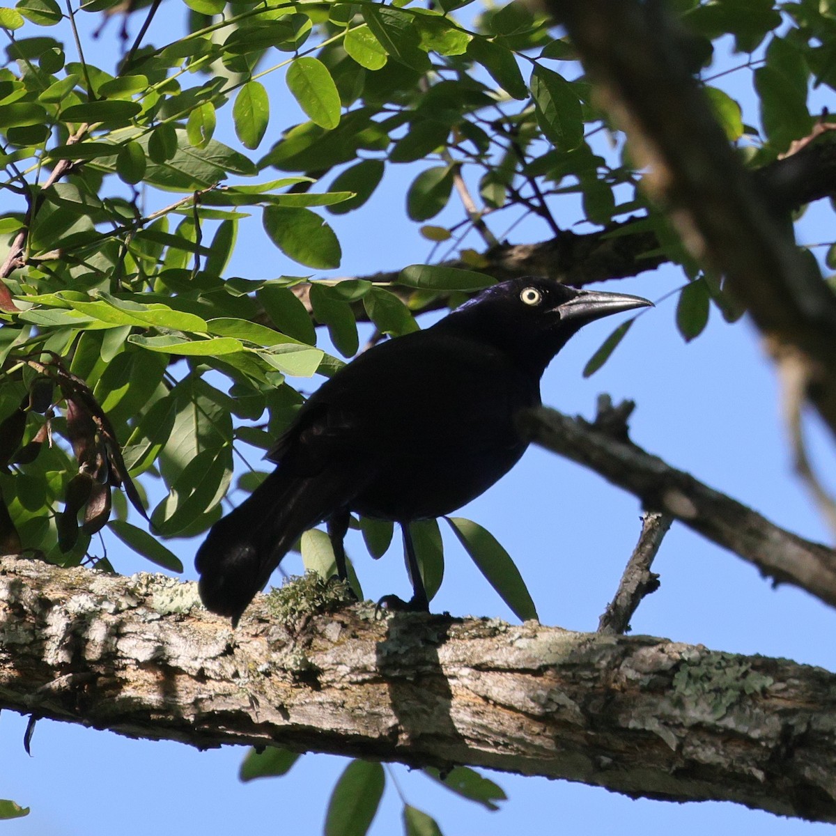 Common Grackle - ML620193882