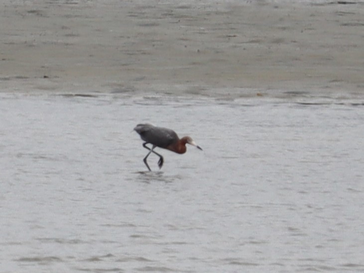 Reddish Egret - ML620193883