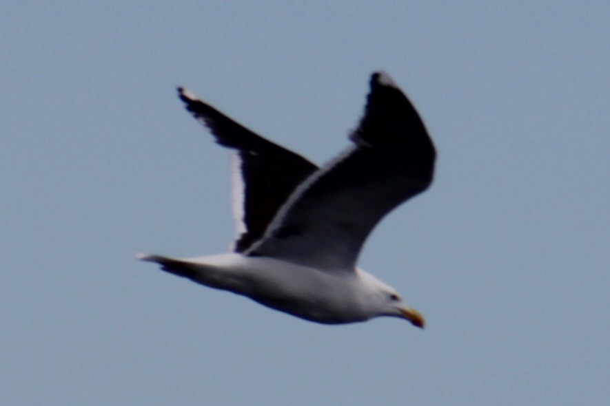 Great Black-backed Gull - ML620193886