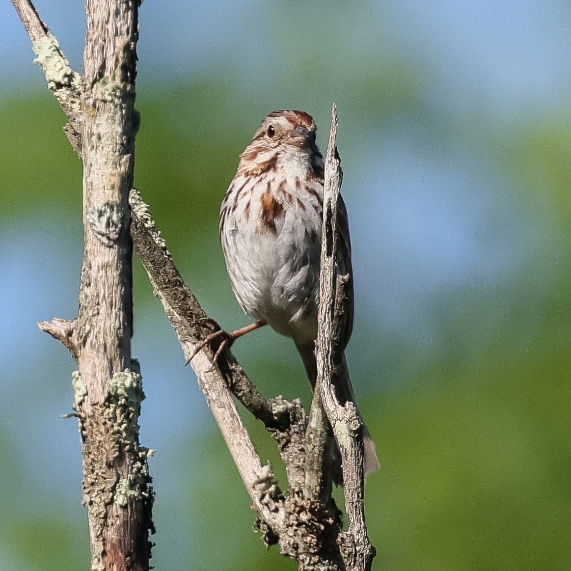 Song Sparrow - ML620193888