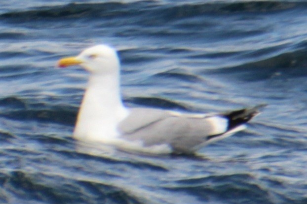 Herring Gull (American) - ML620193889