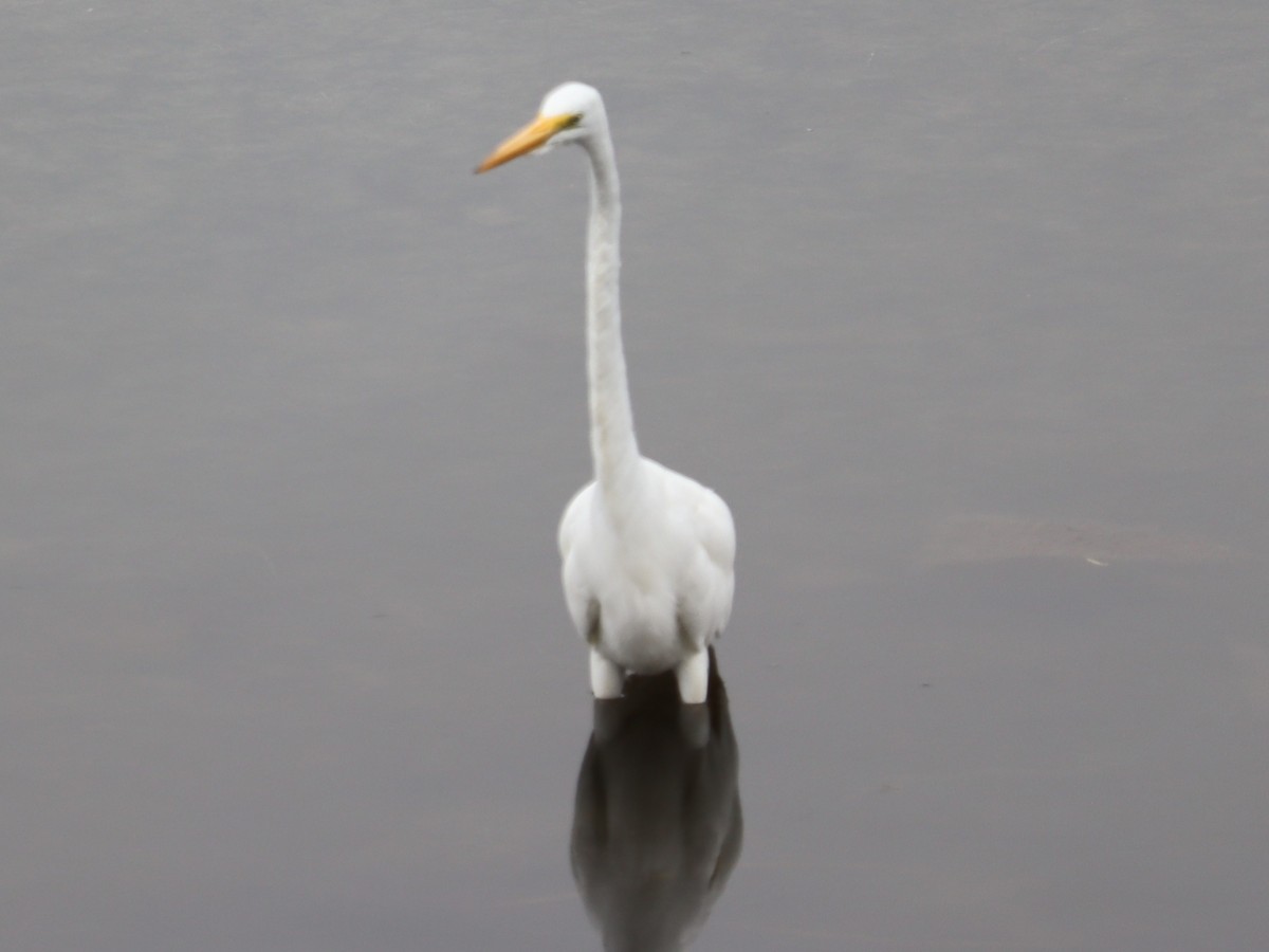 Great Egret - ML620193890