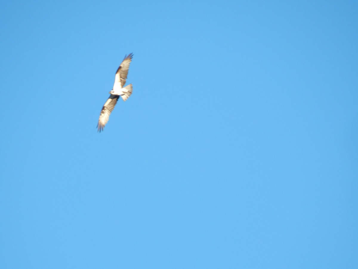 Águila Pescadora - ML620193892