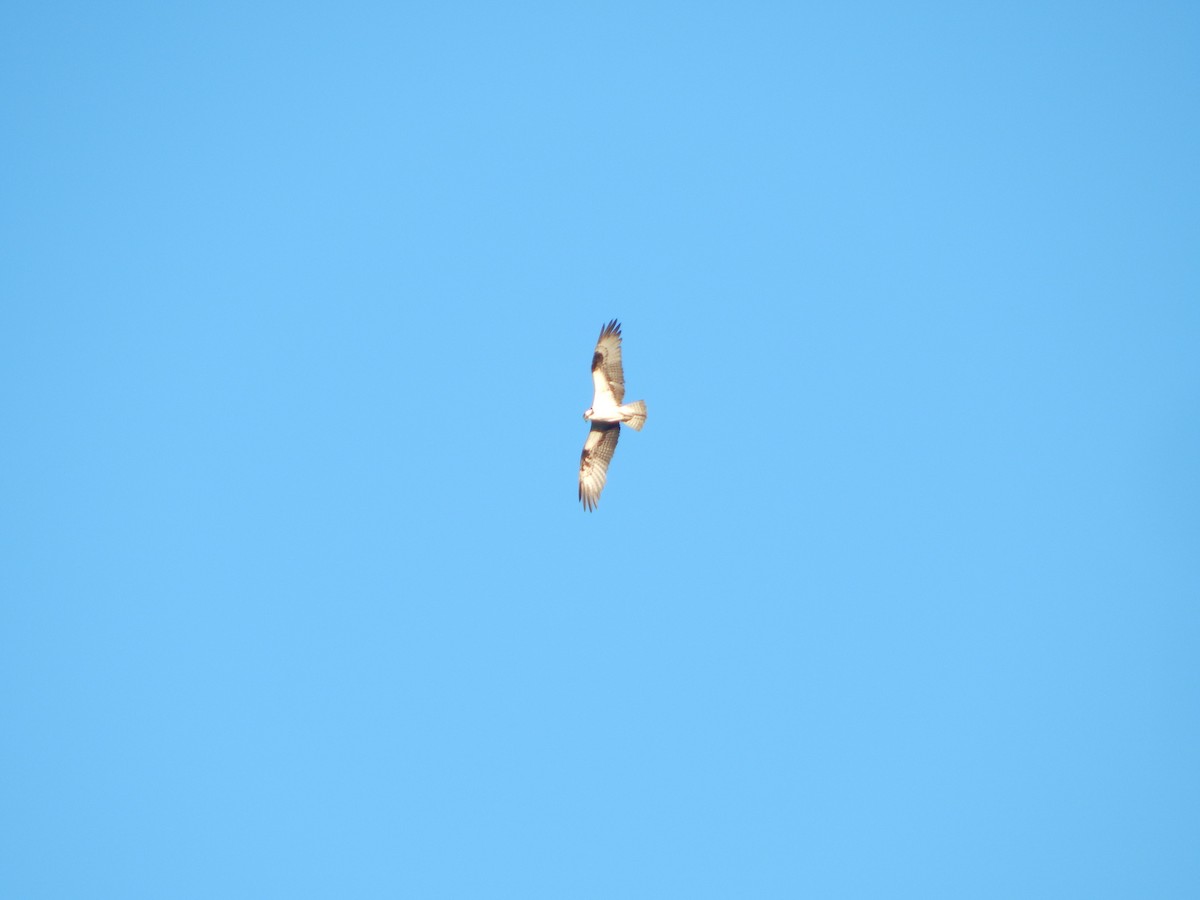 Águila Pescadora - ML620193893